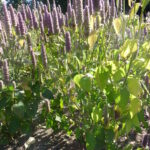 Image of many anise hyssop flower heads in light purple colour