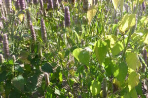 Image of many anise hyssop flower heads in light purple colour