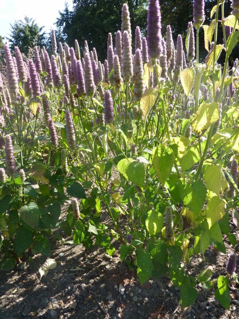 Image of many anise hyssop flower heads in light purple colour