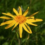 Flower head of yellow Arnica Montana plant