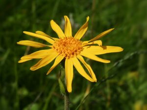 Flower head of yellow Arnica Montana plant