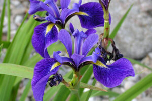 Image of three heads of Iris Versicolour in dark purple