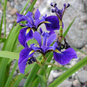 Image of three heads of Iris Versicolour in dark purple